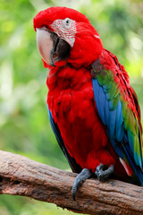 Close up head the red macaw parrot bird in garden
