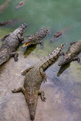 The salt crocodile on the river near canal