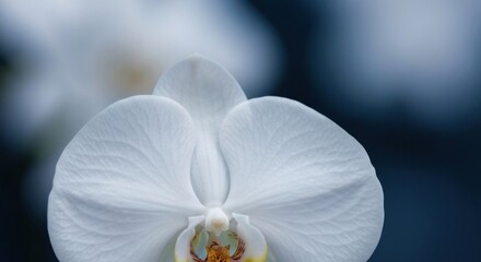 Close-up of a pristine white orchid, petals soft and textured. Blurred background of similar blooms