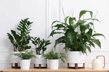 Beautiful potted houseplants and watering can on wooden table near white wall