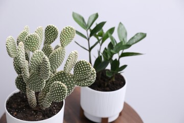 Beautiful prickly pear cactus and zamioculcas houseplant on table against grey background, closeup