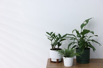 Different green houseplants on wooden dresser near white wall indoors, space for text