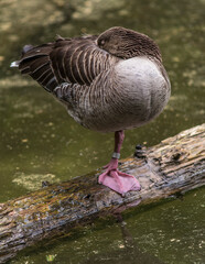 Oie cendr&eacute;e au repos sur une patte  &agrave; Neuschonau, Bavi&egrave;re, Allemagne
