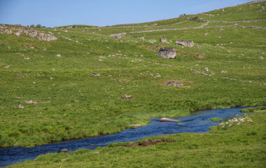 La B&egrave;s sur le plateau d'Aubrac &agrave; Nasbinals, Loz&egrave;re, France