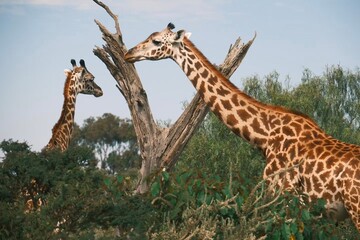 Giraffe, mother's love always with us In this picture giraffe her son, daughter