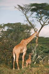Giraffe, mother's love always with us In this picture giraffe her son, daughter