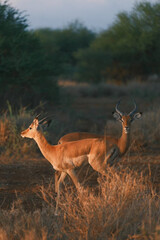 Two impalas stand gracefully in golden light, surrounded by lush greenery, capturing a peaceful moment in the wild