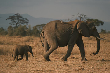 Elephant bull hanging around and searching for food and water in the Kruger National Park 