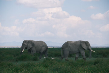 Elephant bull hanging around and searching for food and water in the Kruger National Park 