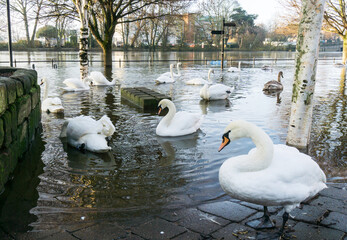 Swans on a flooded river