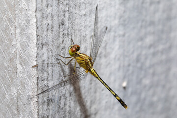 Close-up shot of a dragonfly resting on a wall surface.