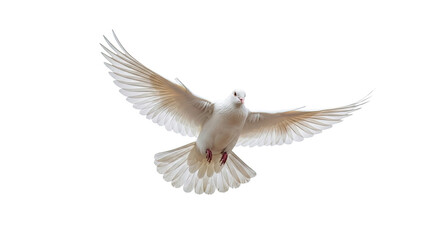 Obraz premium A white dove flying against a white background.