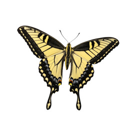 Fototapeta premium A single butterfly with yellow and black markings on a clean white background. transparent background