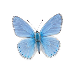 Fototapeta premium A single blue butterfly perched on a clean white background, ready for close-up photography or design work. transparent background