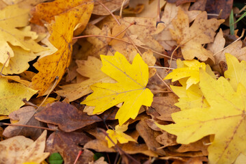 Illustration of damp brown foliage with crisp edges in warm golden hues for autumn ambiance