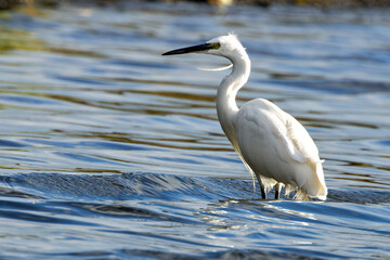 Little Egret (Egretta garzetta) - Common in coastal wetlands estuaries and salt marshes of Europe