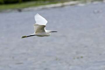 Little Egret (Egretta garzetta) - Common in coastal wetlands estuaries and salt marshes of Europe