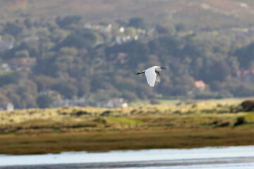 Little Egret (Egretta garzetta) - Common in coastal wetlands estuaries and salt marshes of Europe