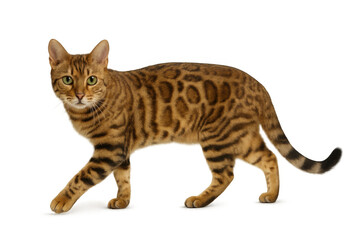 Bengal cat walking with distinctive spotted and striped fur pattern, looking forward on transparent background