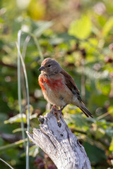 Male Linnet (Linaria cannabina) - Common in open country scrub and farmland across Europe