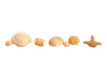 horizontal line of assorted beige sea shells and a small yellow starfish, no background svg