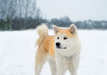 Portrait of beautiful Akita inu dog in snowy landscape, winter natural background. red Japanese dog, walking outdoor in winter day.