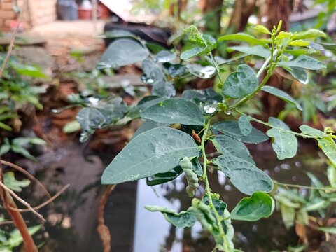 Water drops on sweet leaf bush leaves in a home garden, highlighting the wet texture and fresh appearance.
