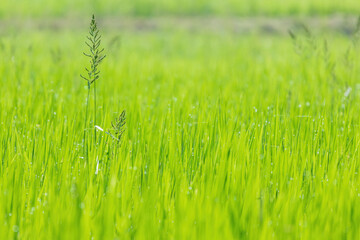 A vibrant green rice plant stalk with delicate seed heads stands tall in a dew-covered paddy. The bright foreground is sharply contrasted by a blurred background.