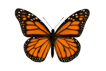 Fototapeta premium Monarch butterfly with open wings showing orange and black patterns on a transparent background, freedom and nature concept