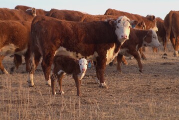 Hereford cow and calf in a herd of cattle. © Susan Hutton
