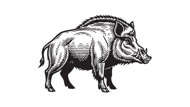 A powerful wild boar with prominent tusks and bristly fur is depicted in a detailed black and white vector illustration with an engraved style. &mdash; stock vector.