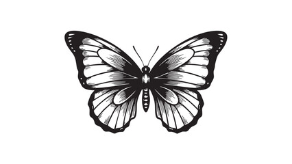 Obraz premium A detailed black and white illustration of a butterfly with open wings, rendered in a classic engraved style, isolated on a white background — stock vector.