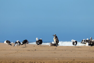Obraz premium Grey Heron Bird (Ardea cinerea) Roosting On Sandy Beach Amongst A Flock Of Kelp Gulls (Larus dominicanus), Western Cape, South Africa