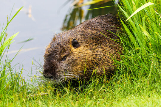 Nutria 56