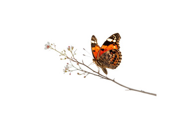small orange and brown butterfly with dark markings resting on a dark branch with tiny white flowers, no background svg