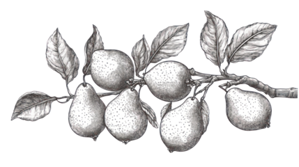 Fine detailed line art illustration of a pear with leaves on transparent background