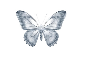 minimalist white and gray butterfly with dark wing outlines and a simple body, no background svg