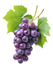 Fototapeta premium Fresh bunch of purple grapes with vine and green leaves on transparent background