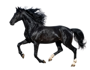 Black Horse Standing Side Profile, Isolated PNG
