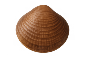 Seashell isolated on transparent background showing marine clam texture with patterns and shadow