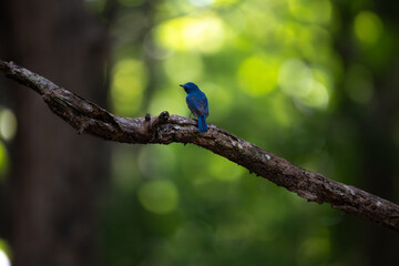 Vibrant Male Tickell's blue flycatcher perch in a lush green tropical forest. The background is well blurred with bokeh and tree branches.