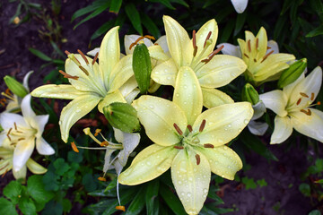 yellow and white lilies. Lilies blooming in the garden. Lilium Candidum. Yellow Easter Lily flowers in the park. Summer floral background.