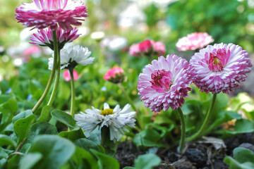 Smal pink  daisies in green grass. Spring nature floral background. Chamomile flowering in the garden. Bellis perennis daisy. © Katerina Popova