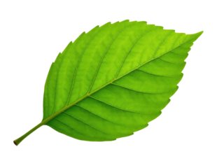 A single green leaf on a white background
