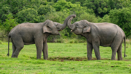 Fototapeta premium Wild Tusker - Sri Lankan elephant - Elephas maximus maximus