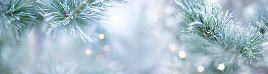 Winter, weihnachten, kiefer, baum, frost, weihnachtsbaum, jahreszeit, hintergrund, landschaft, verzweigt, raureif, wei&szlig;, gefroren, eisig, diffus, bokeh, licht, hell, funkeln, natur, immergr&uuml;n, nadeln,