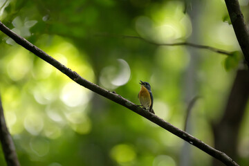 Vibrant Male Tickell's blue flycatcher perch in a lush green tropical forest. The background is well blurred with bokeh and tree branches.