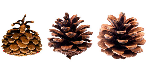 set of pine cones isolated 