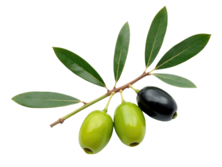 A single olive branch with green leaves, perfect for decorating or as a symbol of peace