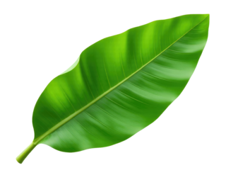 A single green leaf against a white background